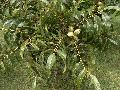 Elliot Pecan / Carya illinoensis Elliot